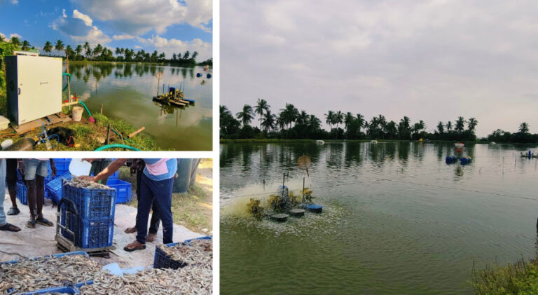 India’s Aquaculture Innovation Is Finally Home-Grown, And Built for the Future
